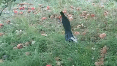 cuteanimalland giphyupload GIF