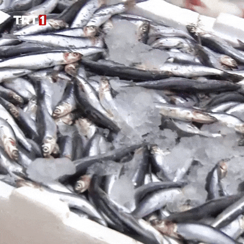 Fish Eat GIF by TRT