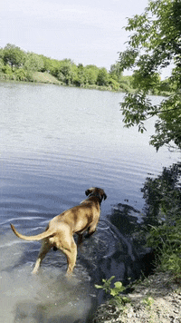 Rhodesian Ridgeback Drinking GIF by #nikaachris