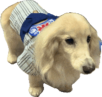 Summer Vacation Dog Sticker