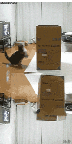 cat jumping GIF by Cheezburger