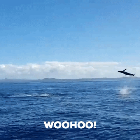 Shark Flips Into the Air