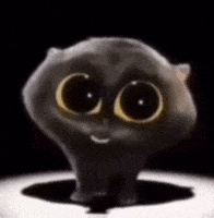 Dancing Cat GIF