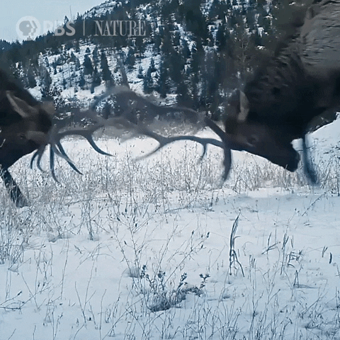 Pbs Nature Animales GIF by Nature on PBS