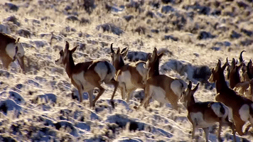 symphony for our world GIF by Nat Geo Wild 