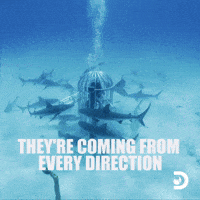 Whale Shark Ok GIF by Shark Week