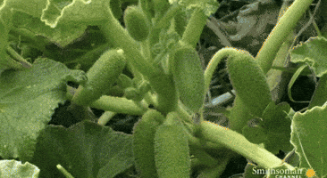 cucumber squirting GIF