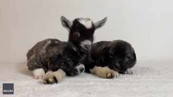 Baby Goat in Adorable Puppy Sandwich Will Help Beat Those Monday Blues