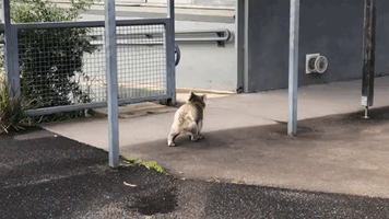 'Old Mate Blinky' the Koala 'Goes Back to School' Amid COVID-19 Lockdowns in Australia
