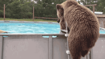 bear pool GIF