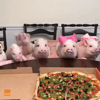 Pigs and Pug Have Pizza Party at Home