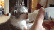 ears eating GIF