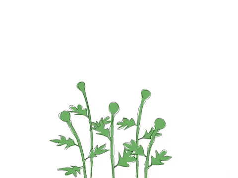 animation loop GIF by David Koblesky