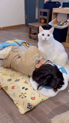 cuteanimalland giphyupload GIF