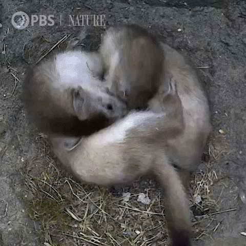 Pbs Nature Animales GIF by Nature on PBS