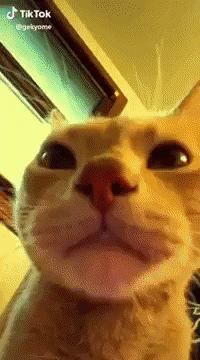 dagatructiep12h giphygifmaker aw meo meo GIF