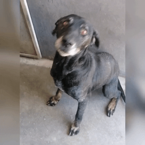 SPCA giphyupload GIF