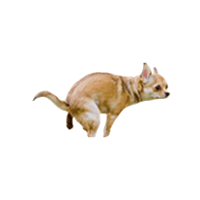 Dog Sticker by Banter Cards