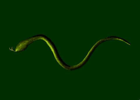 snake GIF