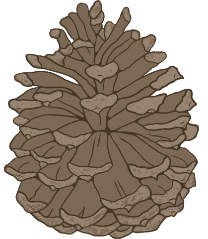 jessnicolehandmade forest woodland pinecone pine cone Sticker