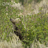 Fall Down GIF by Nature on PBS