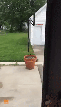 Dastardly Dog Hides Behind Flower Pot