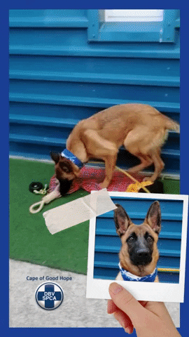 SPCA giphyupload GIF