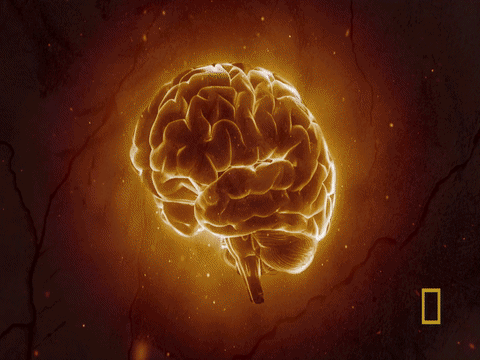 brain mind blown GIF by National Geographic Channel