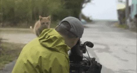cuteanimalland giphyupload GIF