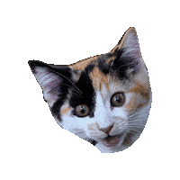 Calico Cat Sticker