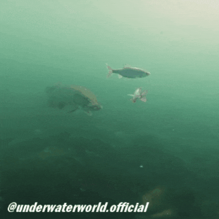 Fish Fishing GIF