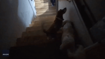 Dog Repeatedly Blocks Pal's Attempts to Get Downstairs for Bedtime