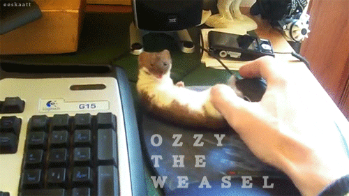 ozzy the weasel GIF