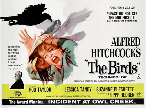 BIRDS Hitchcock clip .mp4