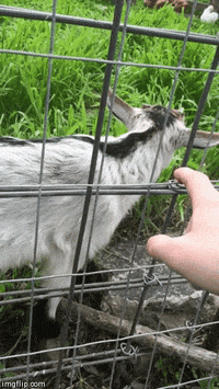 GIF by Random Goat