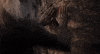 The Lion King Disney GIF