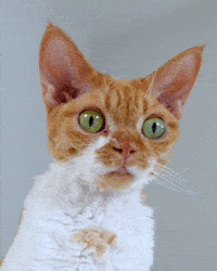 Sad Devon Rex GIF