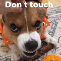 Dog Corgi GIF