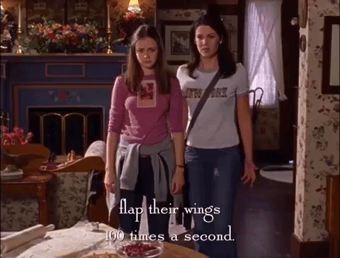 season 2 netflix GIF by Gilmore Girls 