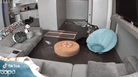 cuteanimalland giphyupload GIF