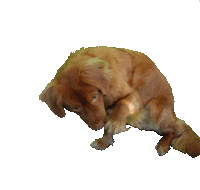marioncremers love dance dog hello Sticker