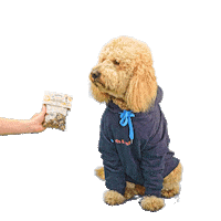 PetsBest dog puppy pet doodle Sticker