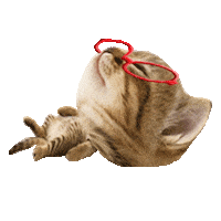 Sleepy Cat Sticker
