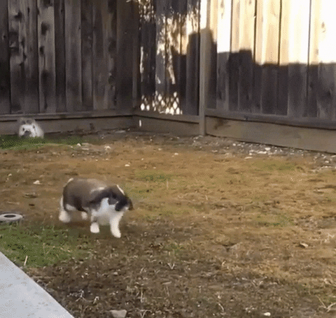 jumping slow motion GIF by Cheezburger