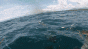 Earth Day GIF by 4ocean