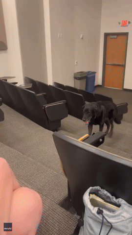 14-Year Old Florida Dog Attends College Class to Help Separation Anxiety