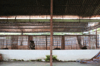 fourpaws_australia bears animal rights animal rescue four paws GIF