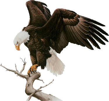 eagle STICKER