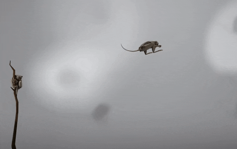 chekeichan giphyupload vr low poly primate GIF