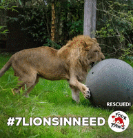 Animal Rescue Lion GIF by FOUR PAWS Australia